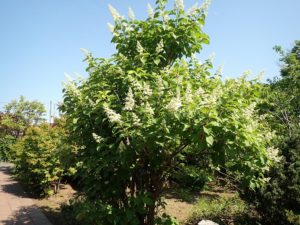 ノリウツギ全体